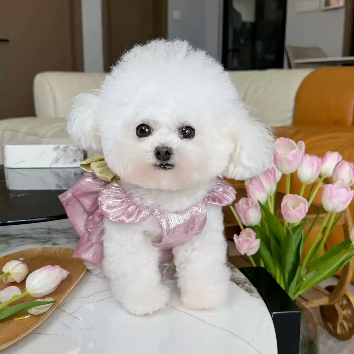 New Pet Summer Dress for Small Dogs & Cats - Thin Princess Style