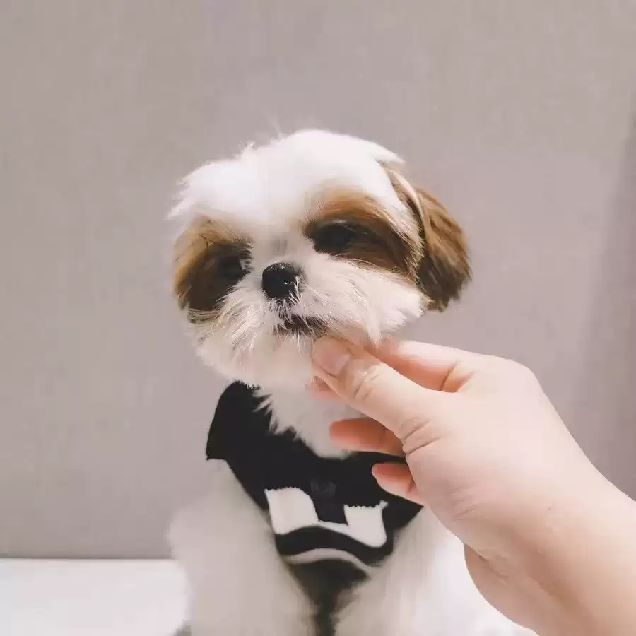 New Spring/Autumn/Winter Pet Dog & Cat Black & White Striped Polo Knit Sweater