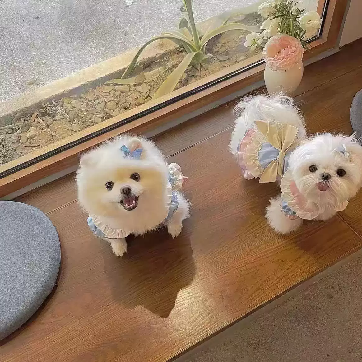 Pet Spring & Autumn Clothing - Spring Garden Party Theme