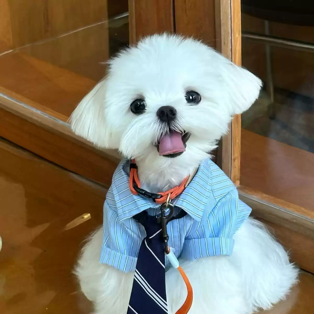 Pet Cat & Dog Summer Thin Casual Shirt