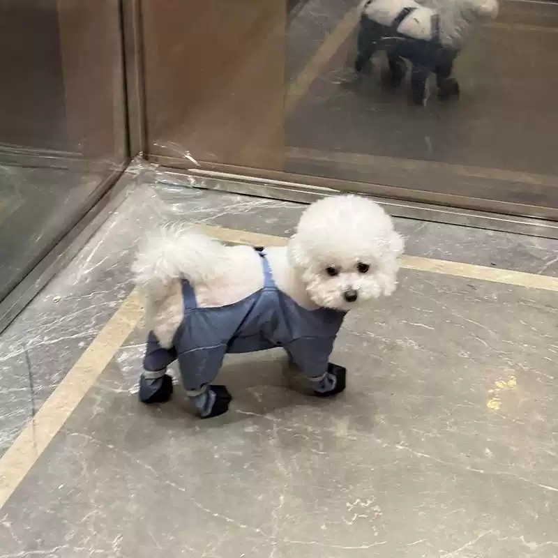 Small Dog Full-Coverage Waterproof All-Season Outfit with Foot Protection