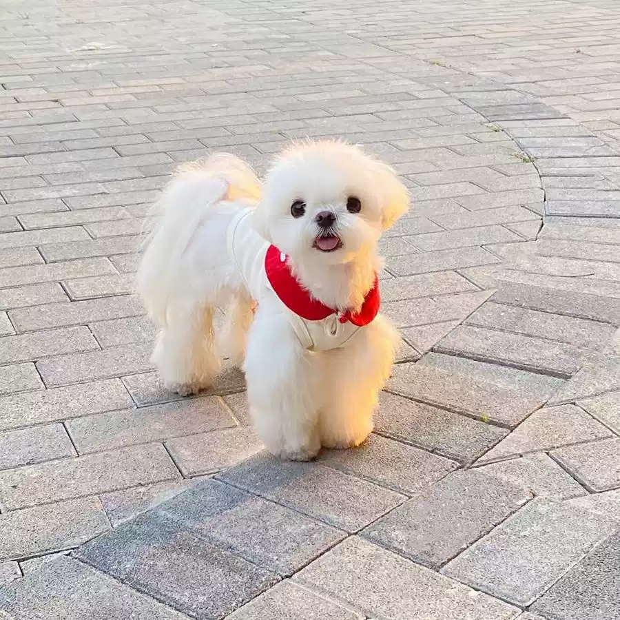 Small Dog Sleeveless Autumn & Winter Homewear