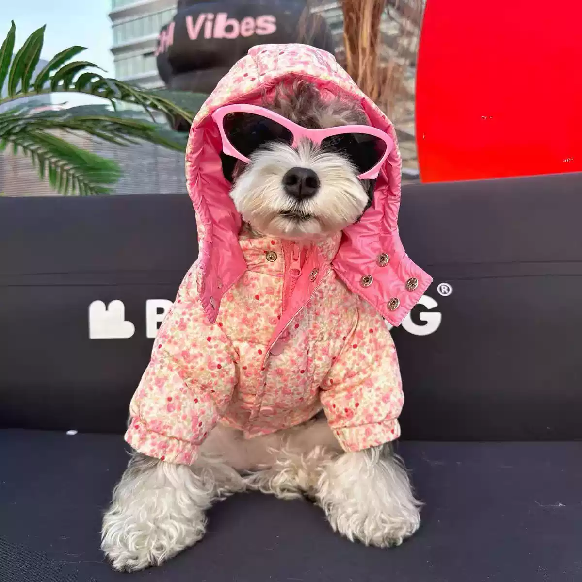 Winter Dog Jacket for Small to Medium Dogs