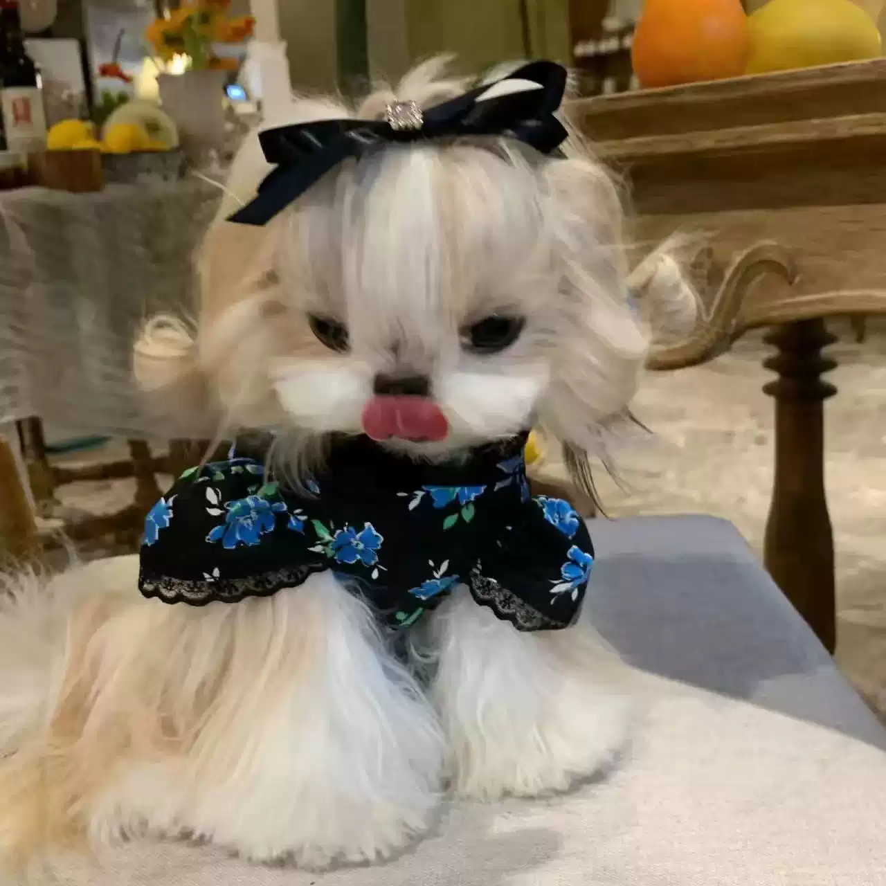 Vintage Floral Lace Princess Dress for Pets (Spring/Summer)