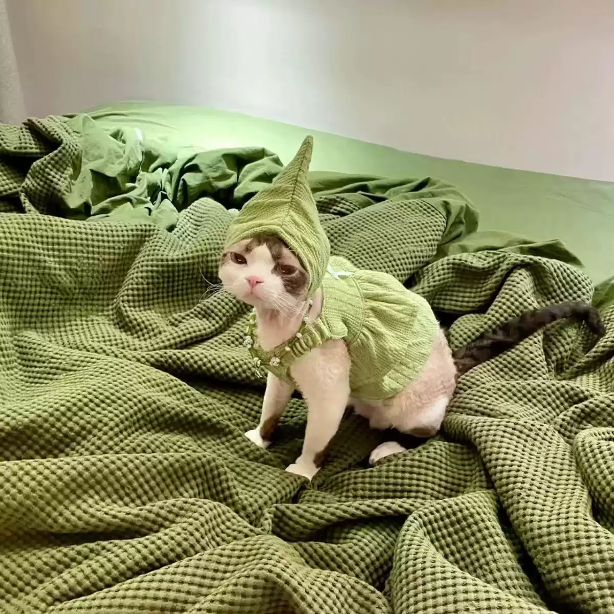 Warm Autumn & Winter Knit Sweater Vest for Dogs & Cats