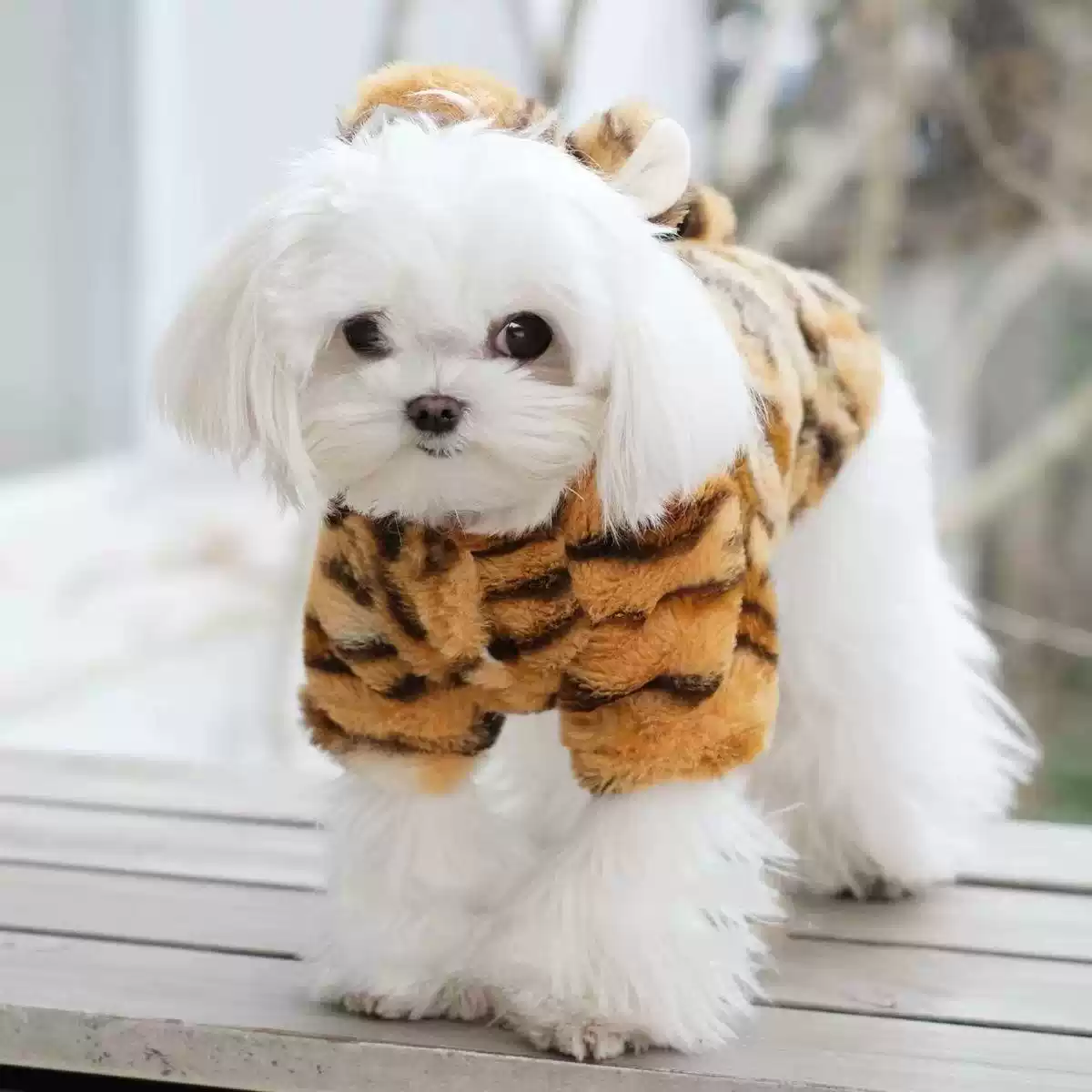 Cute Tiger Transformation Pet Clothing - Winter Warmth for Small Dogs & Cats