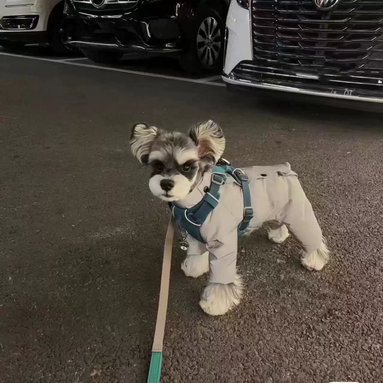 Night Reflective Pet Jumpsuit - Thickened Warm for Dogs & Cats in Winter & Autumn