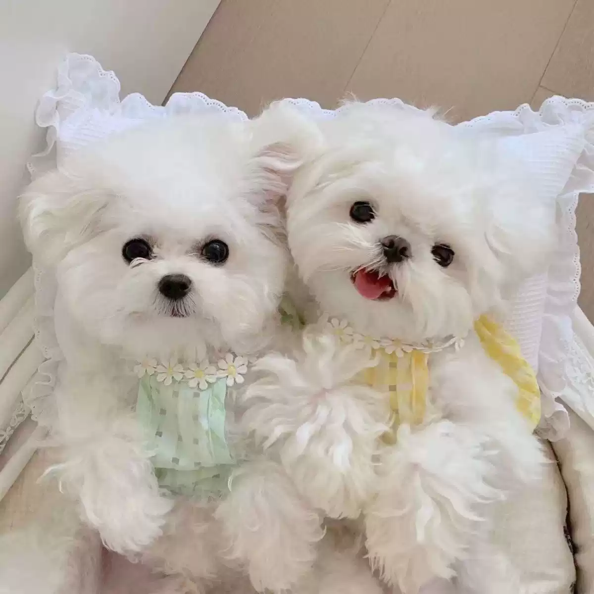 Fresh Plaid Floral Pet Vest - Breathable for Cats & Dogs (All-Season)