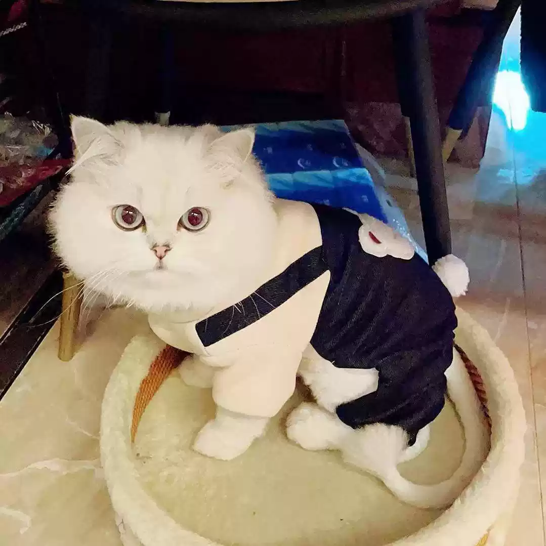 Winter Warm Pet Four - Legged Outfit, Cute & Funny Hair - Shedding Prevention (New Year Style) for Cats & Small Dogs