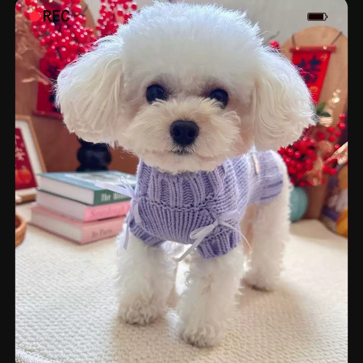 Pet Sweater for Dogs and Cats - Knit Small Breed Winter & Fall Apparel