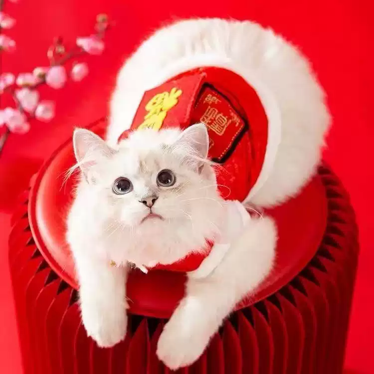 New Year Red Envelope Thickened Warm Tang-Style Cotton Outfit for Small Dogs & Cats (Autumn/Winter)