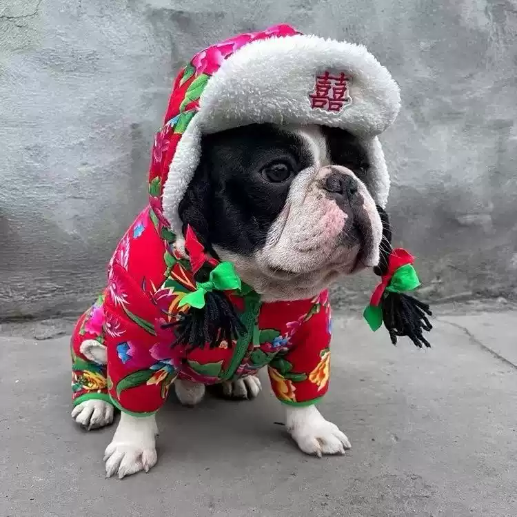 Autumn & Winter Pet Vest with Hat - Thick Cotton Dog/Cat Jacket (Northeastern Style)