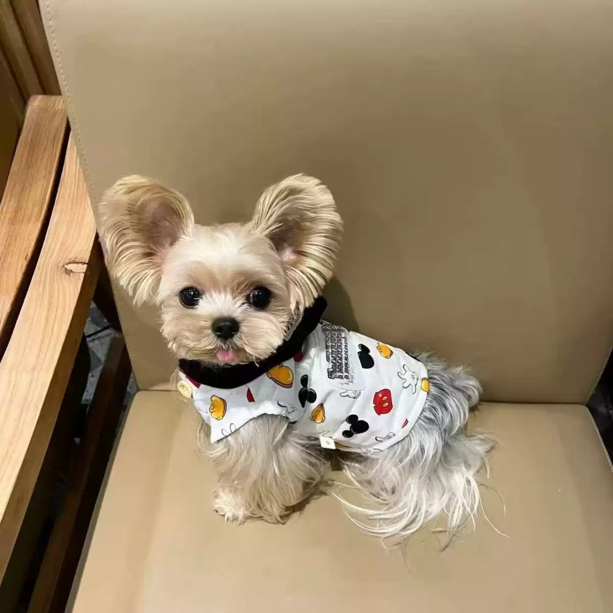 Small Dog Winter Thick Two-Piece Cotton Coat for Small Breeds