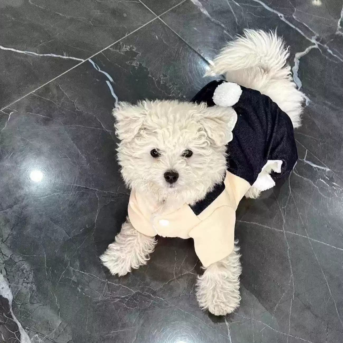 Fleece-Lined Four-Legged Winter Dog Coat - Thickened Cotton Small Dog Apparel for Autumn & Winter