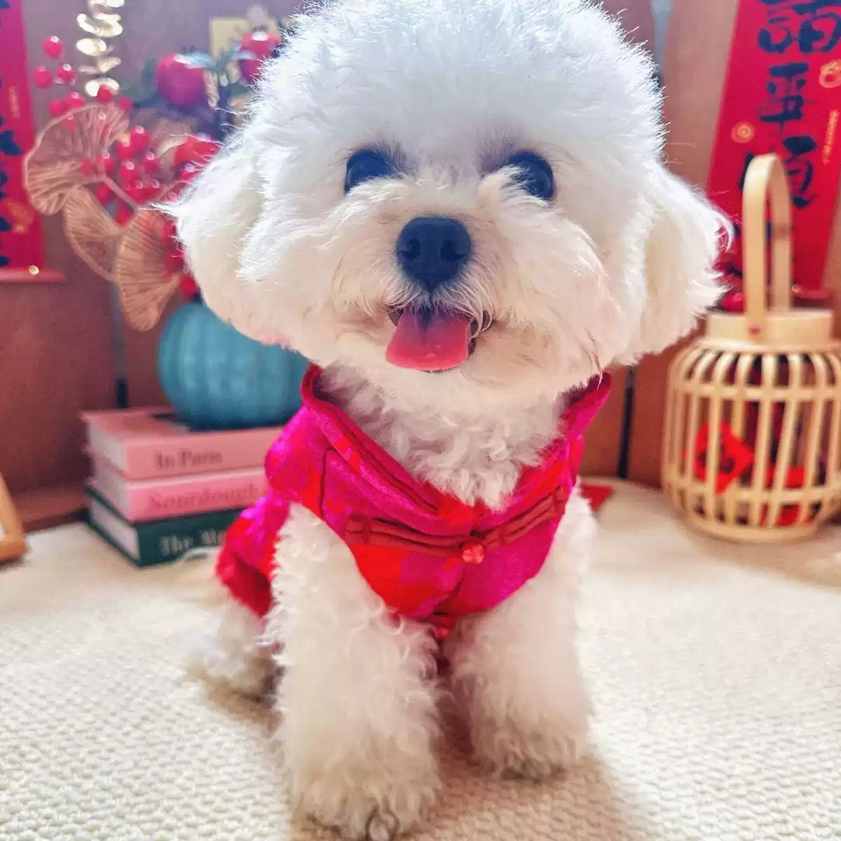 Chinese Style Autumn & Winter Small Dog Outfit (XS-XXL)