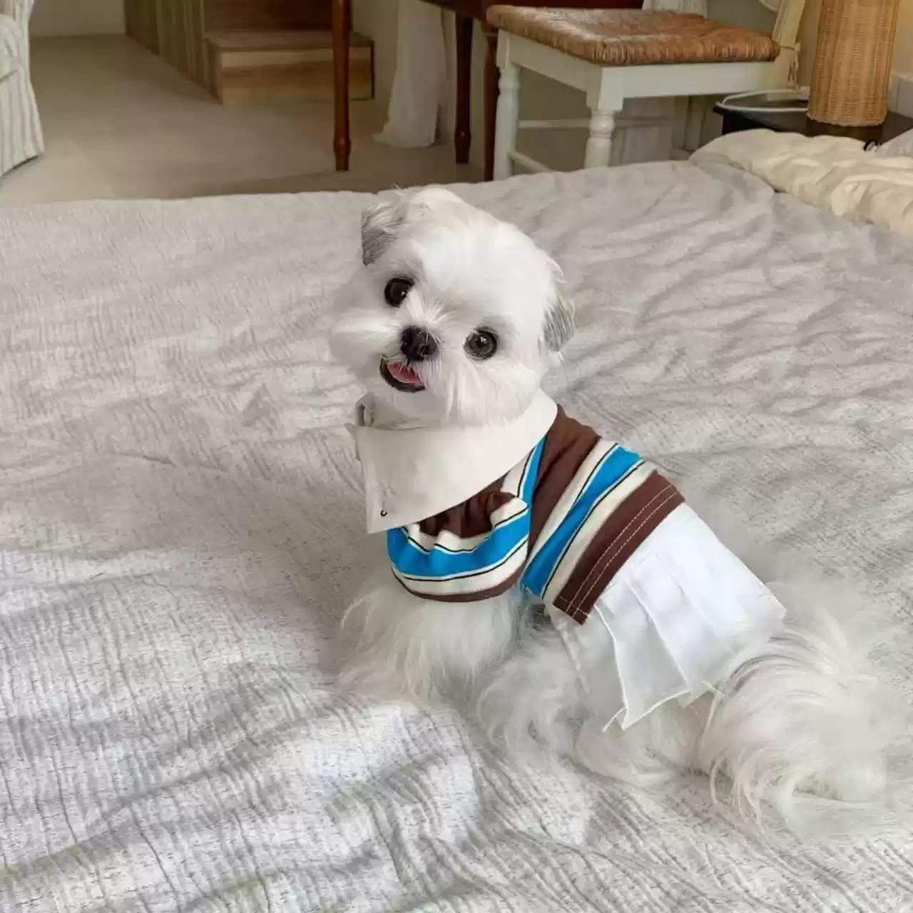 Autumn Pet Shirt for Small Dogs and Cats
