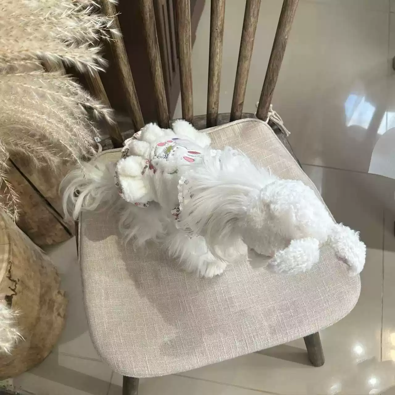 Winter Pet Jacket for Small Dogs & Cats