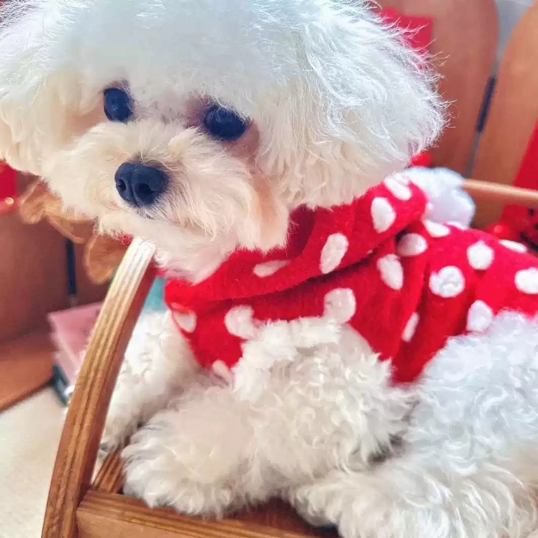 Winter & Autumn Dog New Year Vest