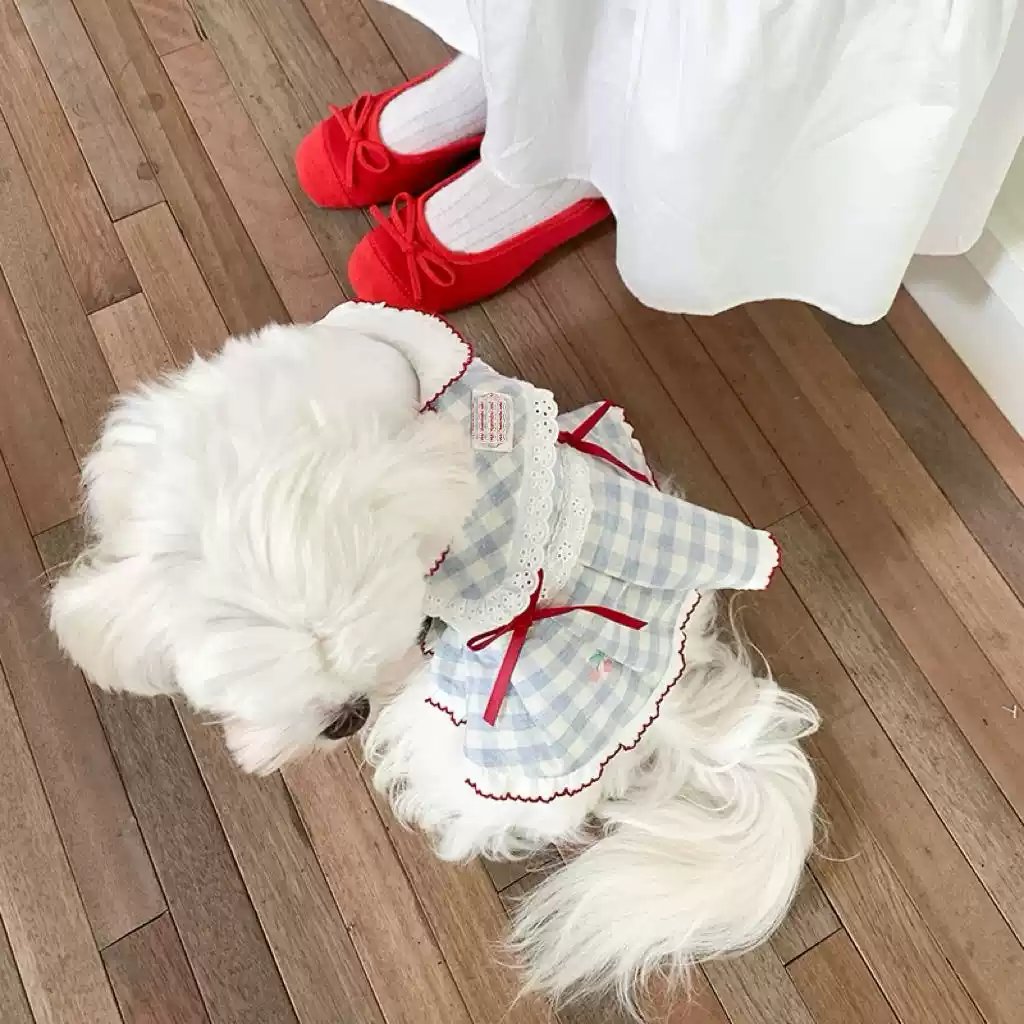 Vintage Check Navy Collar Shirt for Small Dogs (Maltese, Pomeranian, Bichon Frise, Teddy) - Spring & Autumn