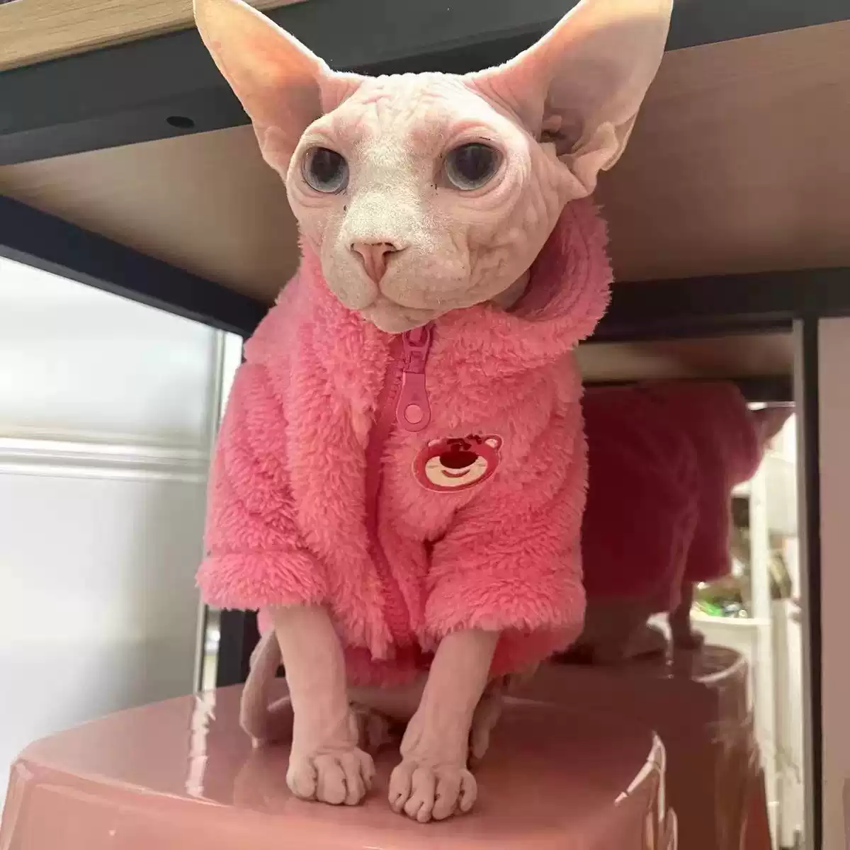 Hairless Cat Winter Coat - Soft, Thickened, Casual Style