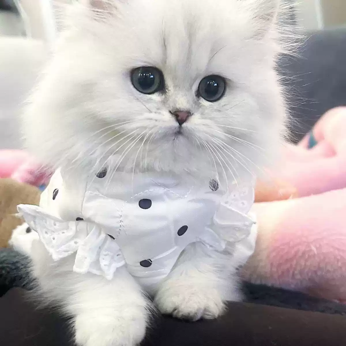 Winter & Autumn Pet Warm Cotton Vest - Cute Polka Dot Design