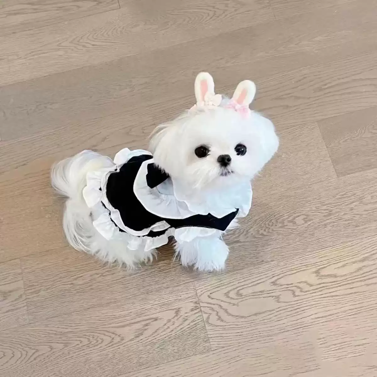 Black & White Pet Dog Lolita-Style Princess Dress - All-Season Outfit for Birthdays & Photography