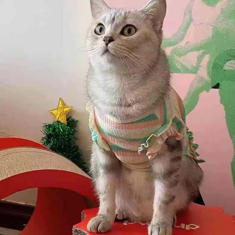 Korean-Style Spring & Summer New Teddy Bear Breed Lace Short-Sleeve Vest Dress for Pet Dogs, Couple-Friendly