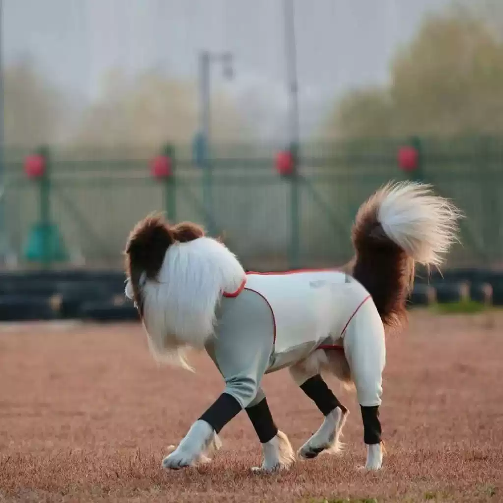 Outdoor Quick-Dry Cool-Feel Sun-Protective Anti-Insect Anti-Shedding Four-Legged Dog Coat (Scratch & Snag Resistant, for Spring/Summer/Autumn)