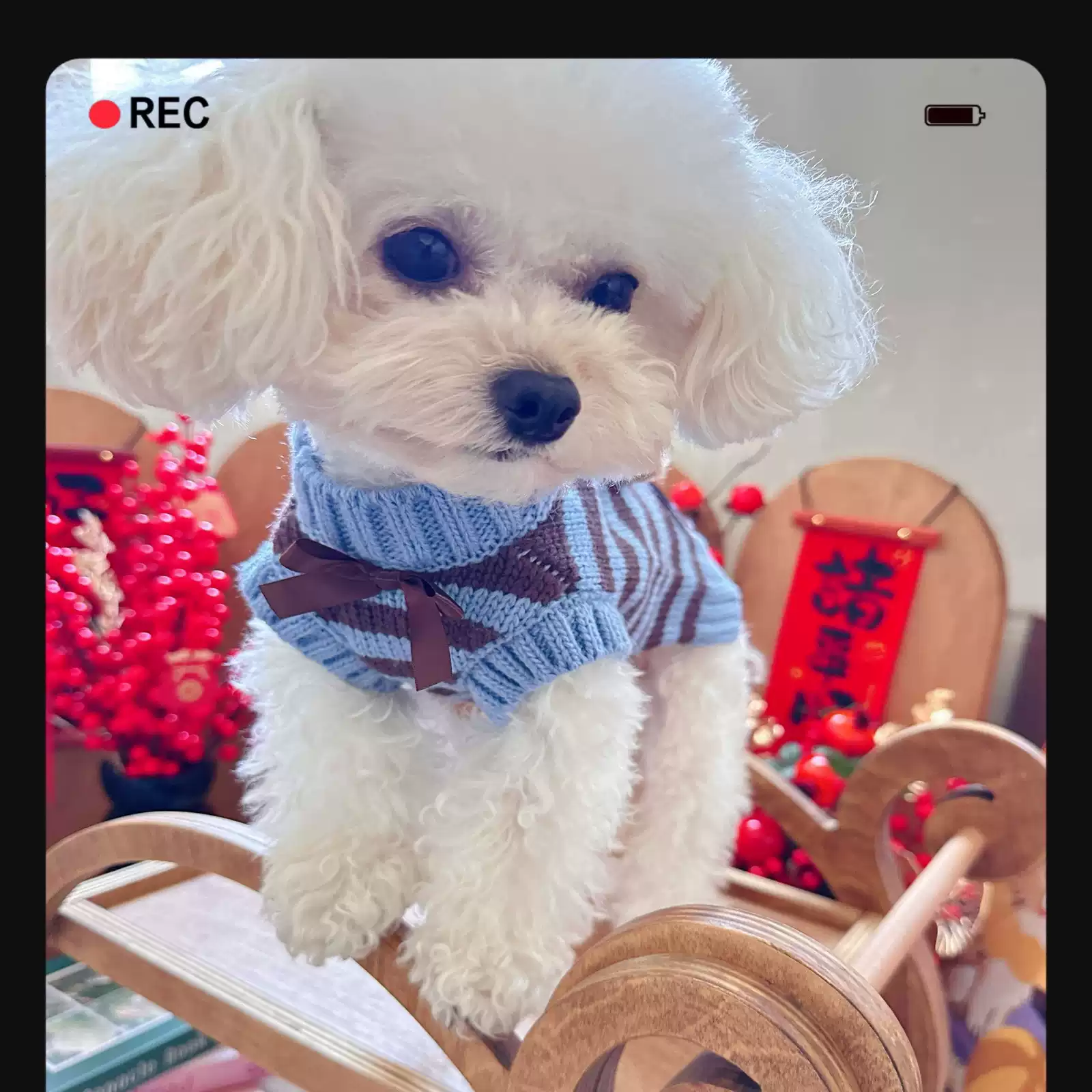 Autumn & Winter Korean-Style Dog Sweater - Cute Bear Cookie Design, Warm for Small Dogs