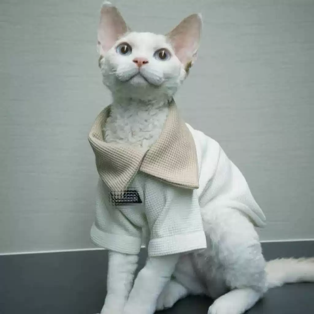 Winter & Autumn Hairless Cat & Small Pet Hoodie - Cute Cotton Base Layer