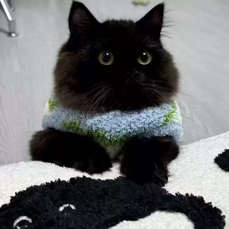 Small Dog & Cat Sweater Vest - Winter Cute Warm Pet Clothes for Small Breeds like Teddy, Yorkie