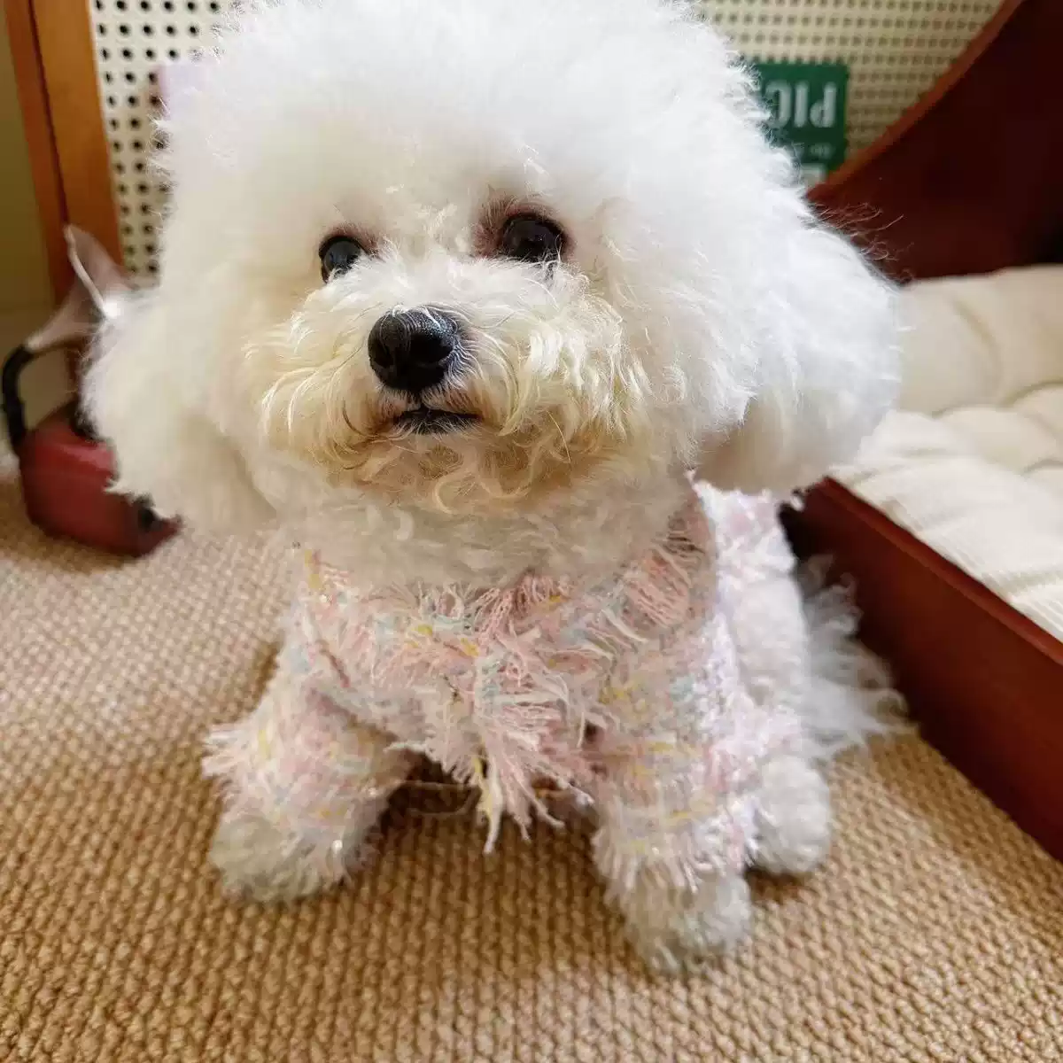 Pet Autumn/Winter Cardigan for Small Dogs and Cats - Chic Style