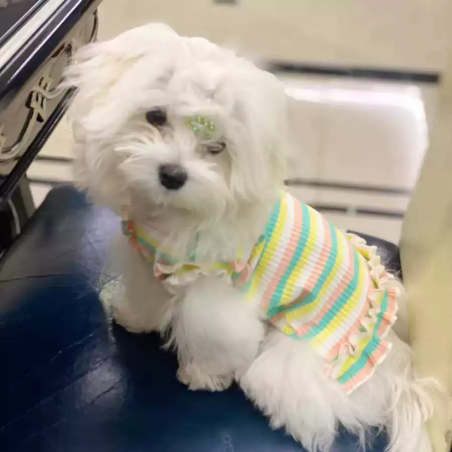 Thin Cool Summer Pet Dress Vest - Striped T-Shirt for Dogs & Cats