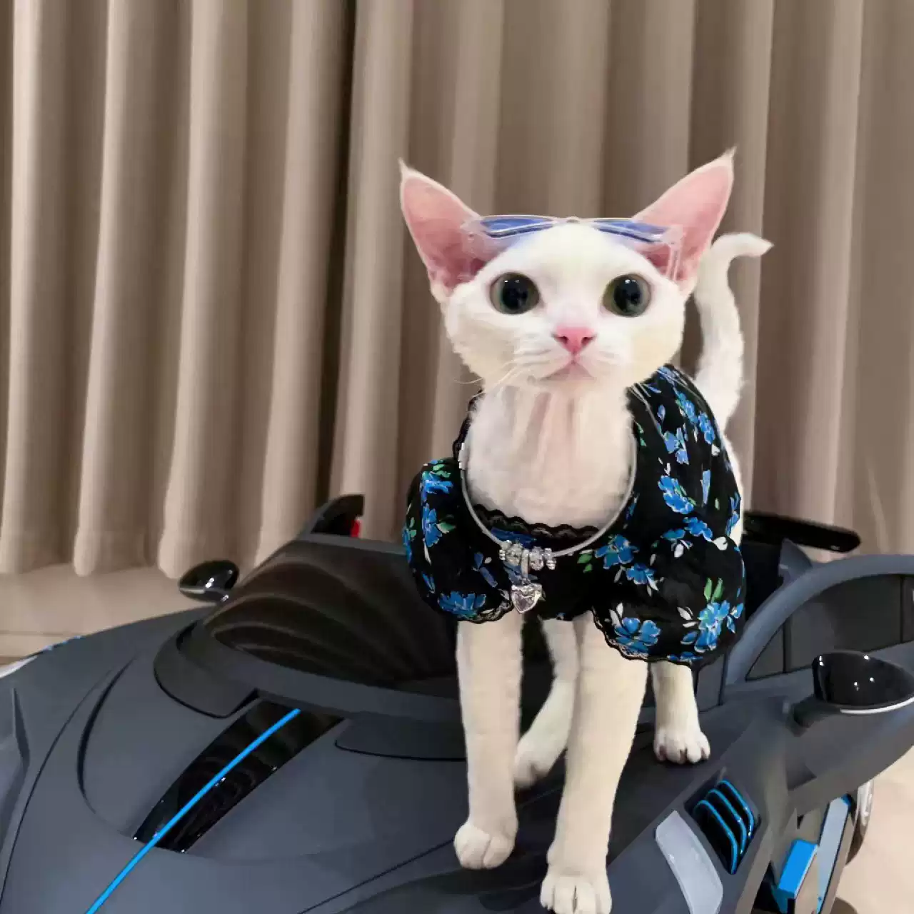 Summer Camisole Dress for Cats - Fresh Floral Tulle Trim