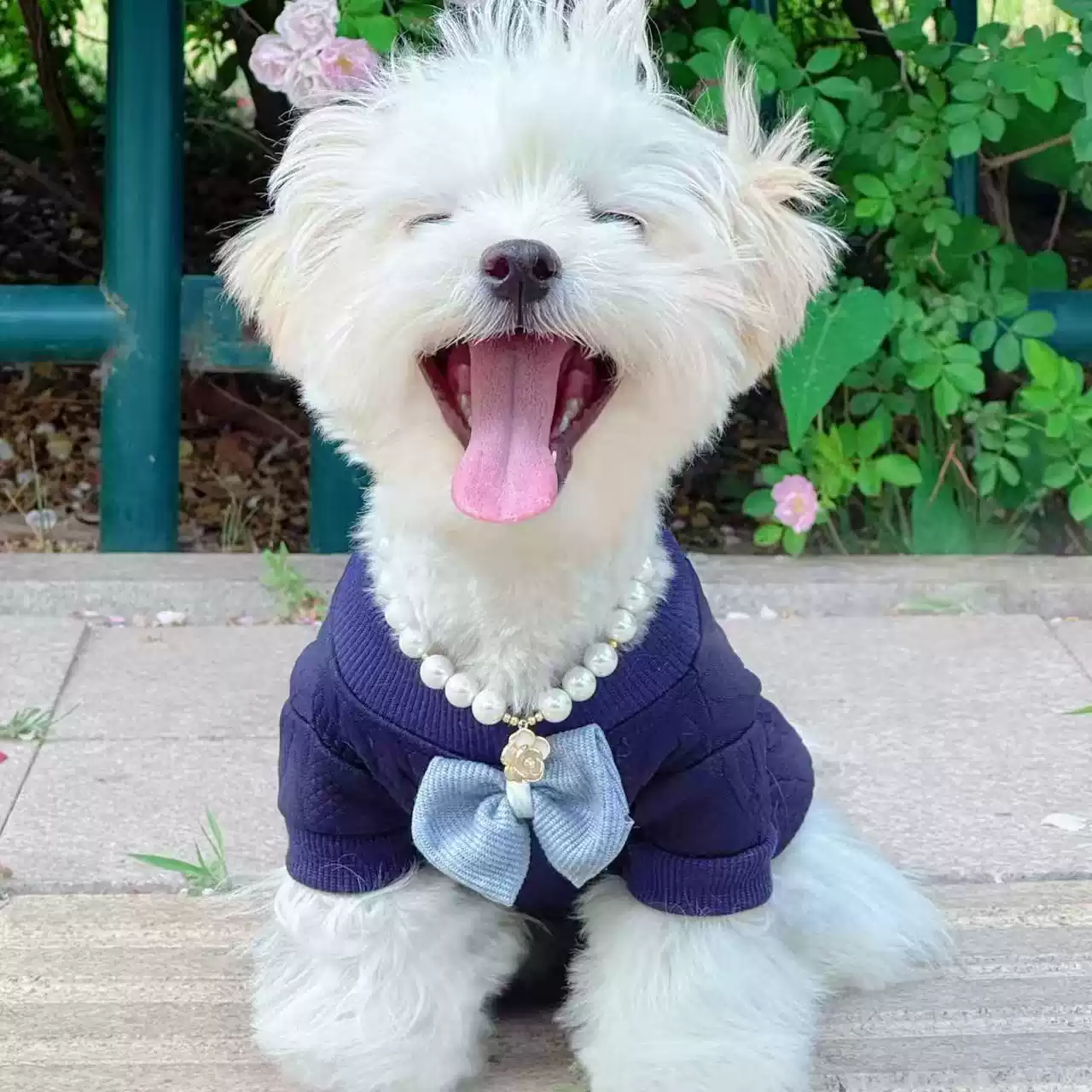 Small Dog & Cat Thickened Cotton Clothes - Autumn & Winter Outfit for Teddy, Bichon, Pomeranian, Schnauzer, Yorkie