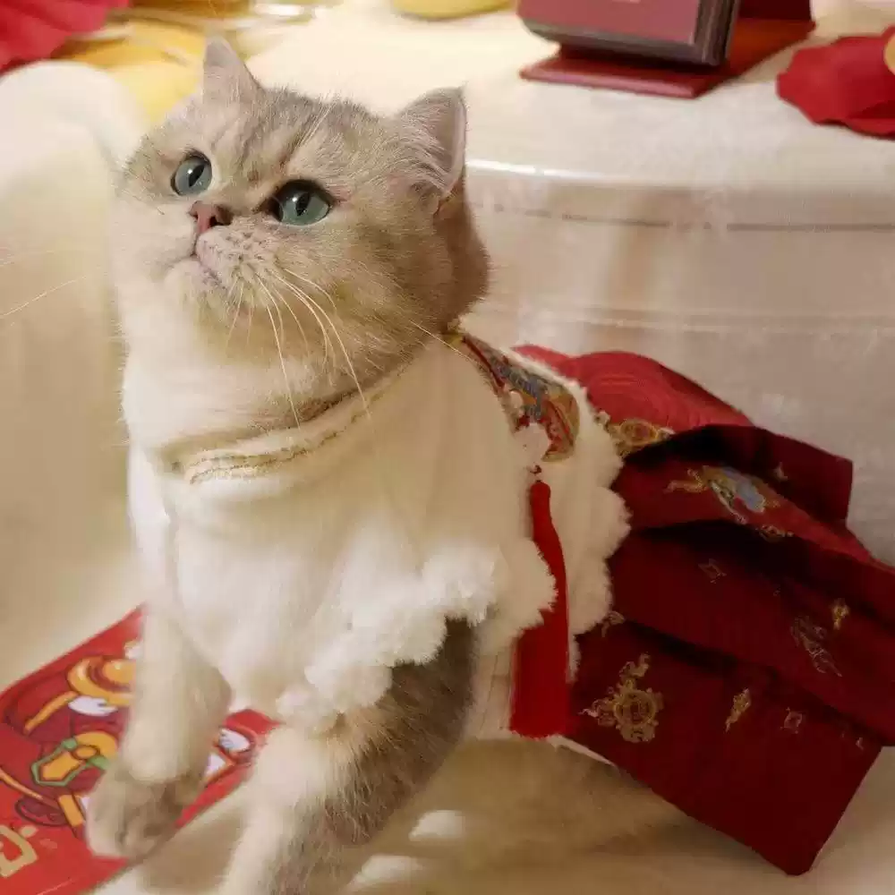 Chinese New Year Festive Horseface Skirt Pet Costume for Dogs & Cats