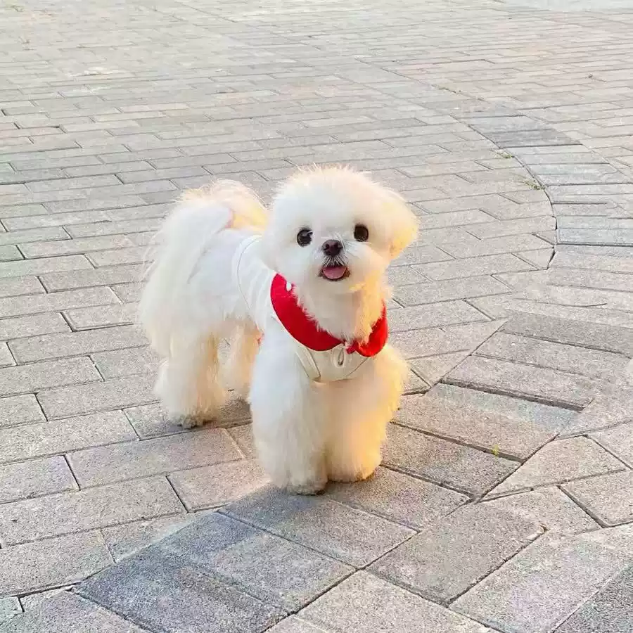 Cute Sleeveless Dog Homewear for Small Dogs