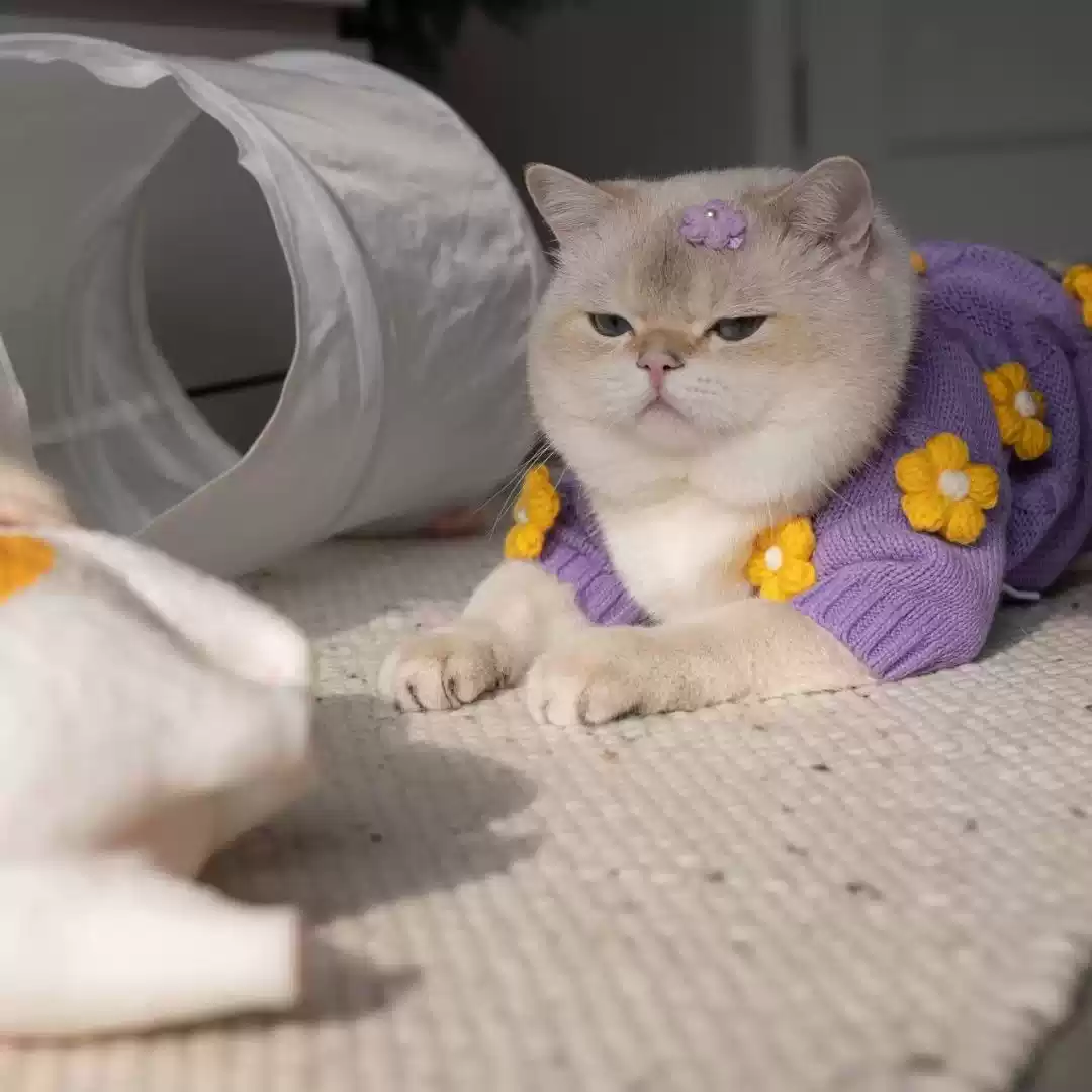 Cat and Small Dog (Maltese) Thickened Warm Cardigan Sweater with Buttons - Autumn & Winter Style