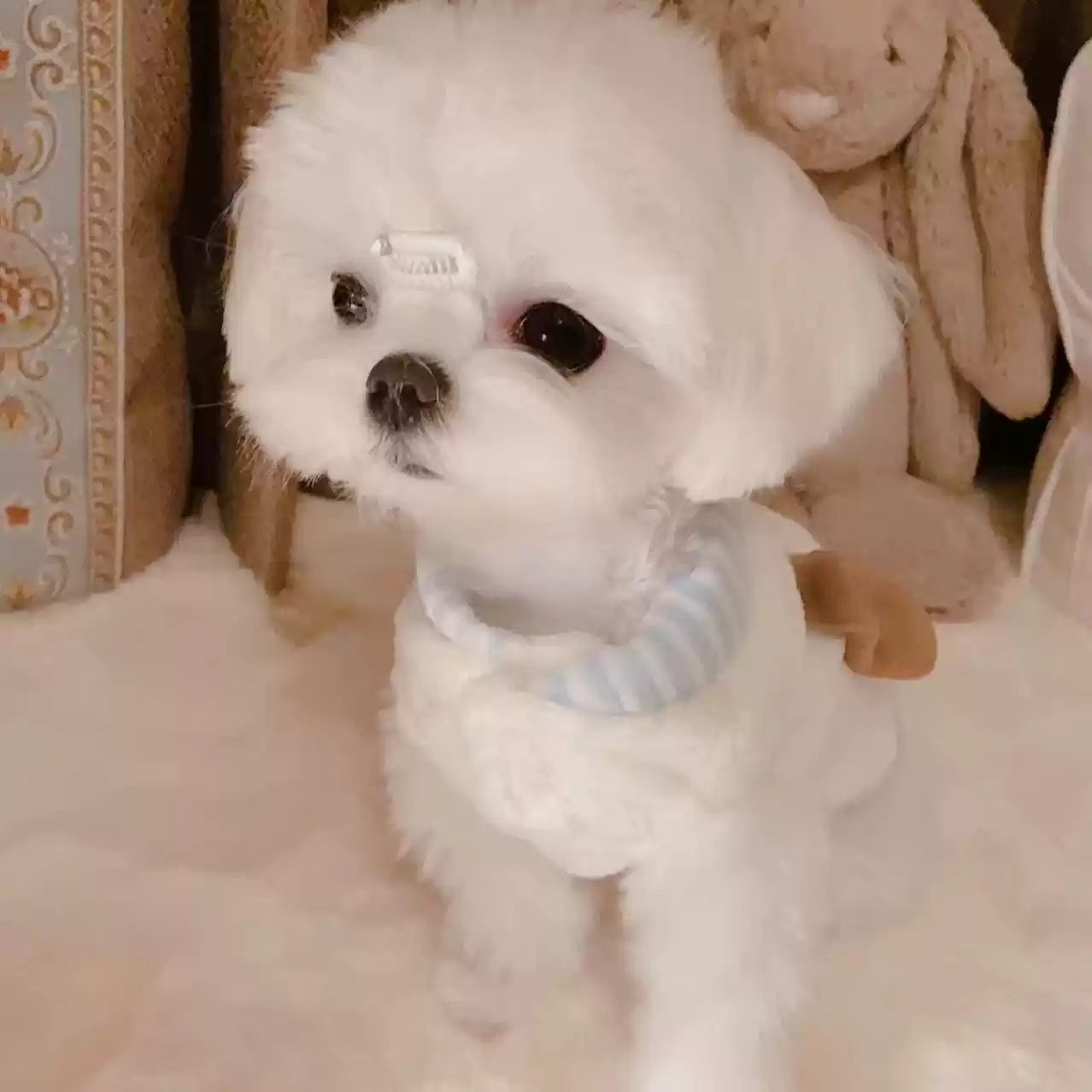 Autumn & Winter Pet Clothing for Dogs & Cats - Two-Piece Fleece Top Warmth