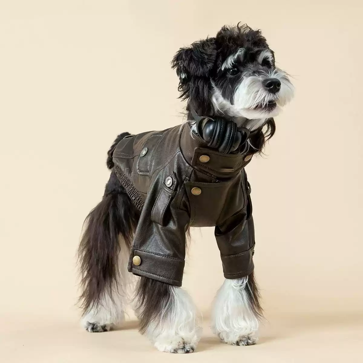 Pet Cats and Dogs Leather Jacket - New Autumn & Winter Vintage Stylish Small to Medium Size Motorcycle-Style Workwear