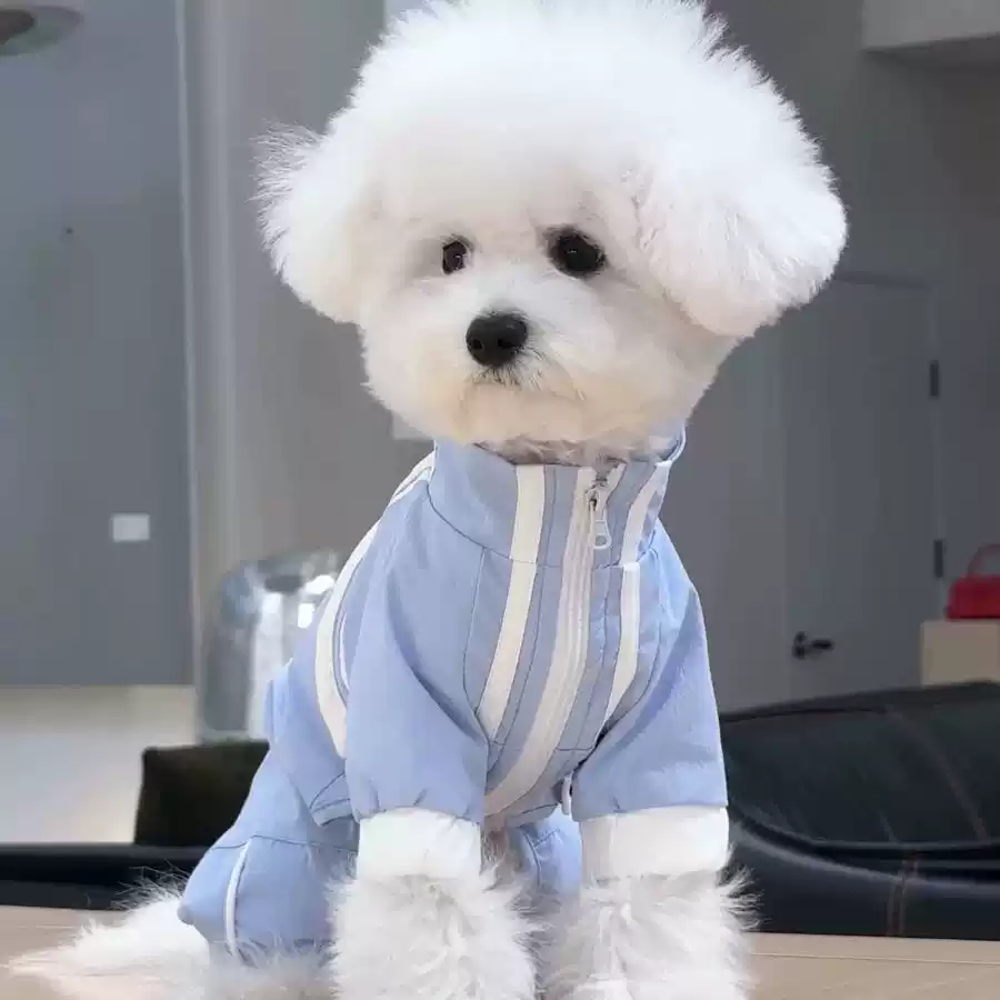 Small Dog Spring/Summer Waterproof Four-Legged Raincoat with Leash Attachment