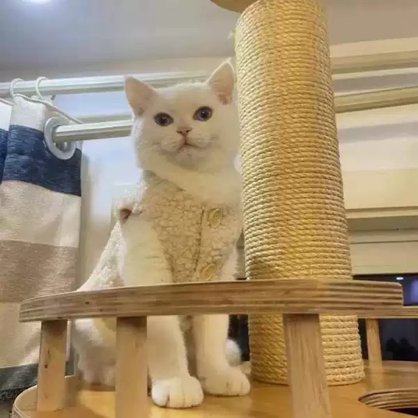 Autumn & Winter Dog Clothes - Warm Cute Pet Apparel