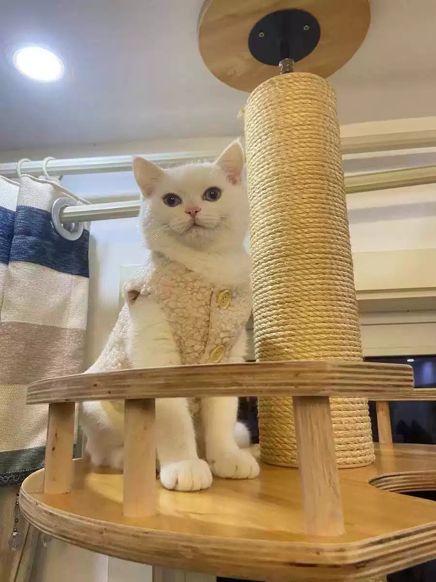 Cute Stylish Lamb Wool Vest for Dogs & Cats, Warm Autumn & Winter Pet Clothing