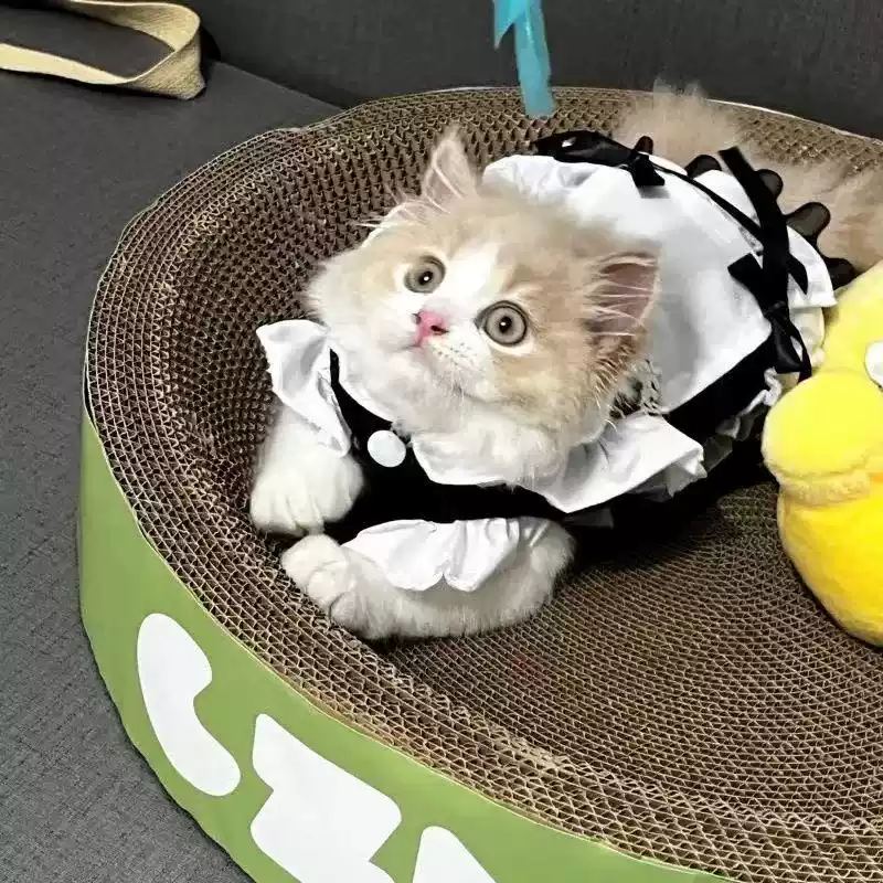 Pet Princess Dress for Small Dogs and Cats