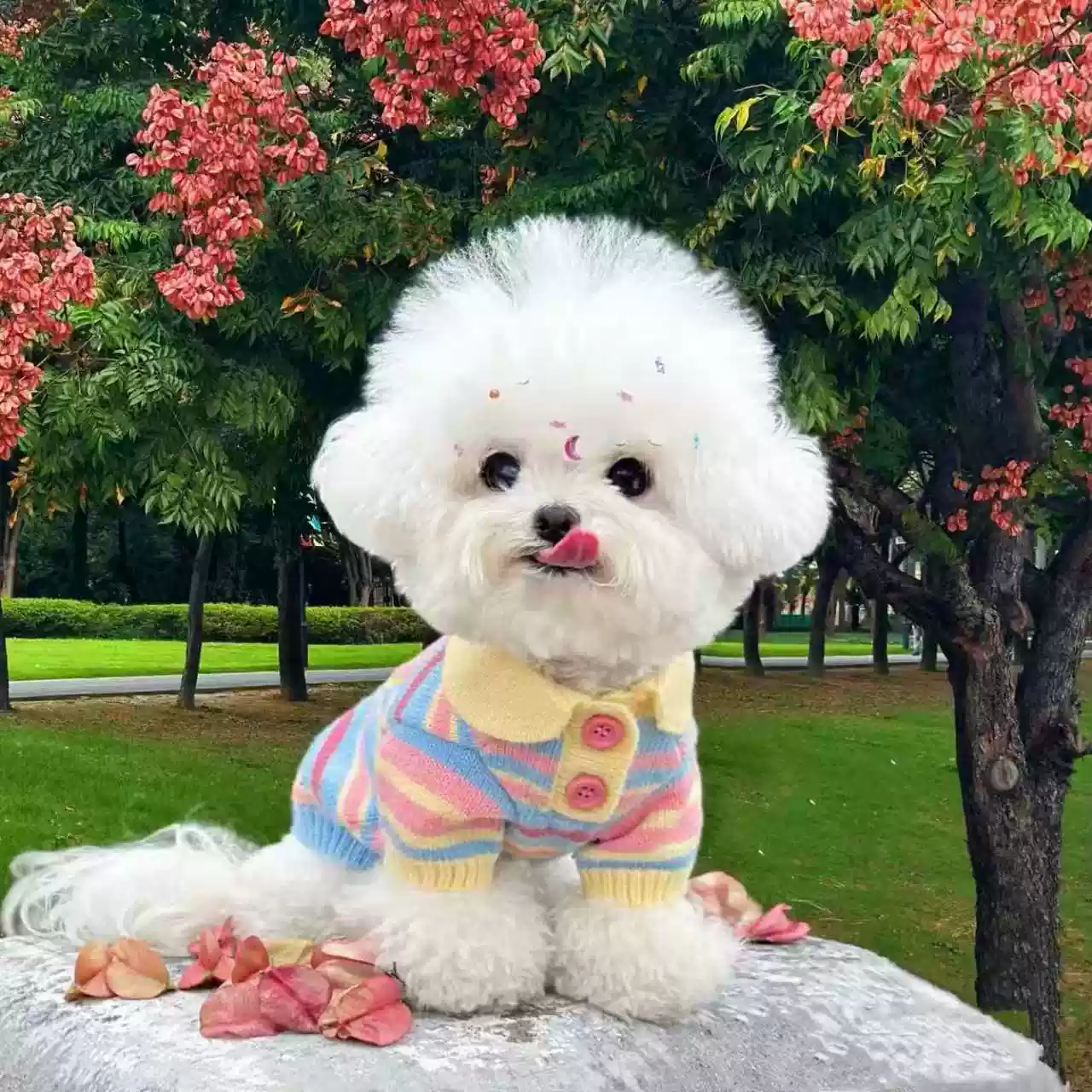 Dog Autumn & Winter New Style Rainbow Knitted Vest
