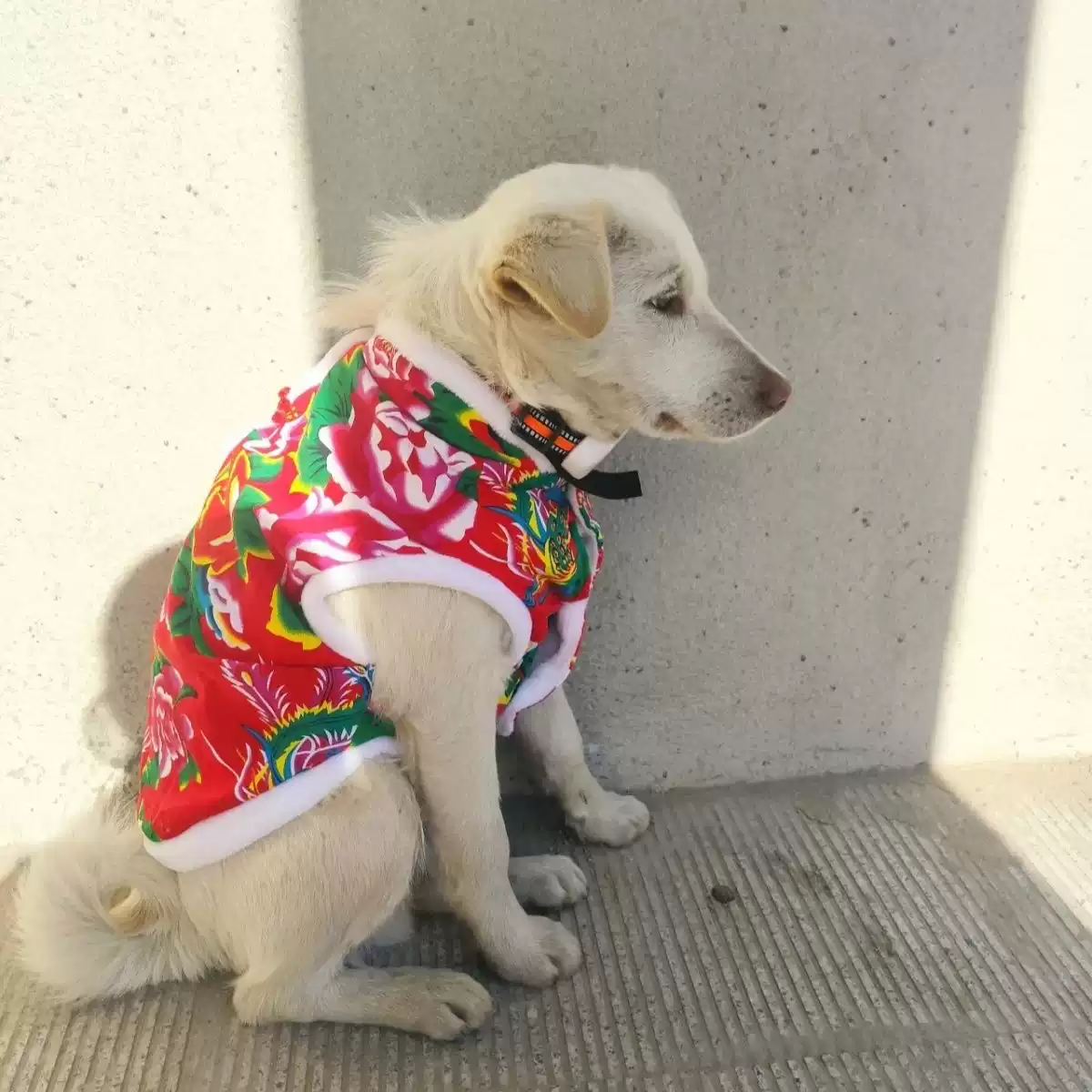 New Year Autumn/Winter Pet Apparel - Tang Style for Small Dogs & Cats