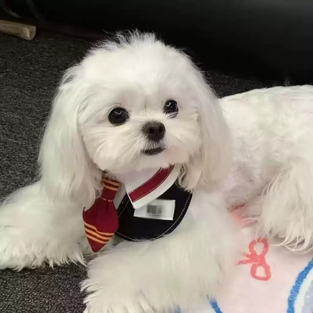 Pet Bandana Scarf with House Style Design for Cats and Dogs