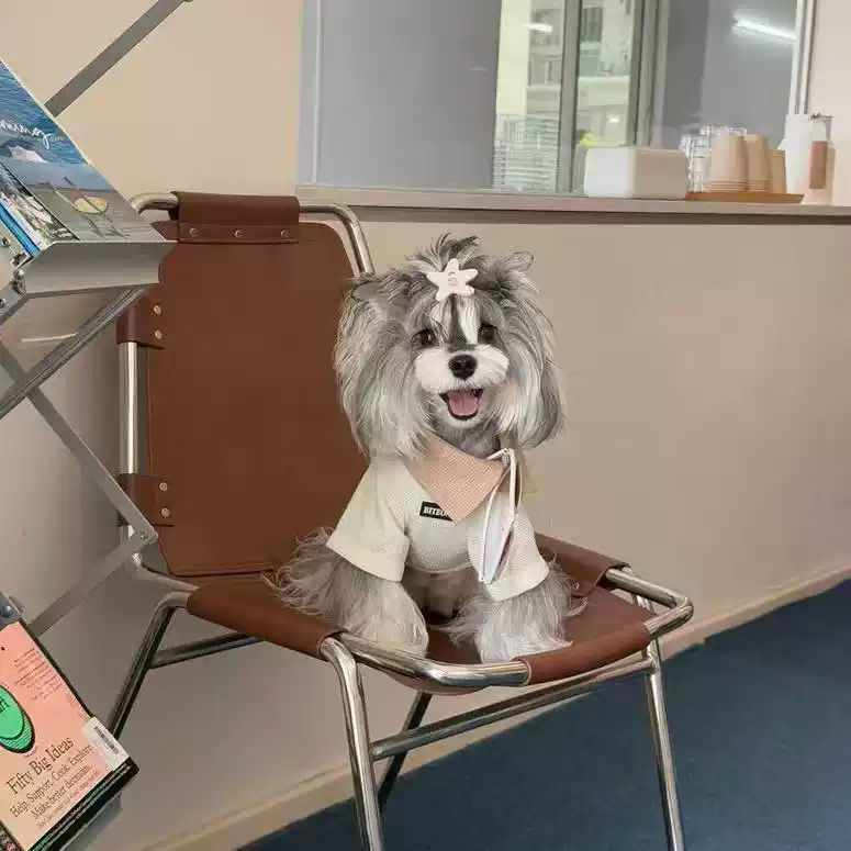 Vintage Style Hoodie Dog Apparel - 2025 New Autumn Collection for Small Breed Dogs (Teddy, Bichon, Schnauzer)