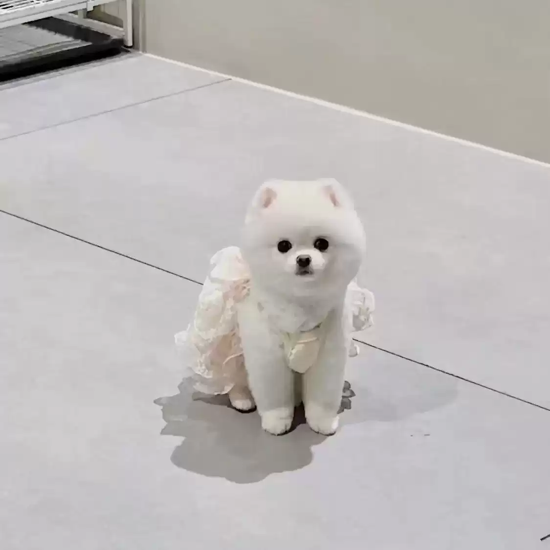 Summer Thin Pet Dress - Princess Wedding Style Lace Puffy Skirt for Small Dogs & Cats