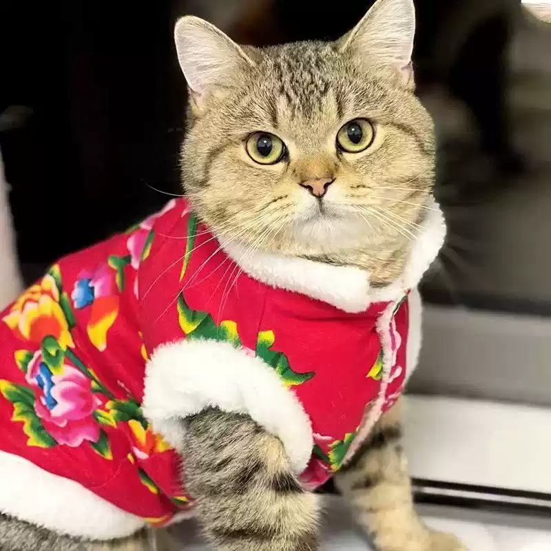 Winter Pet Clothing, Warm Traditional Style for Cats & Small Dogs